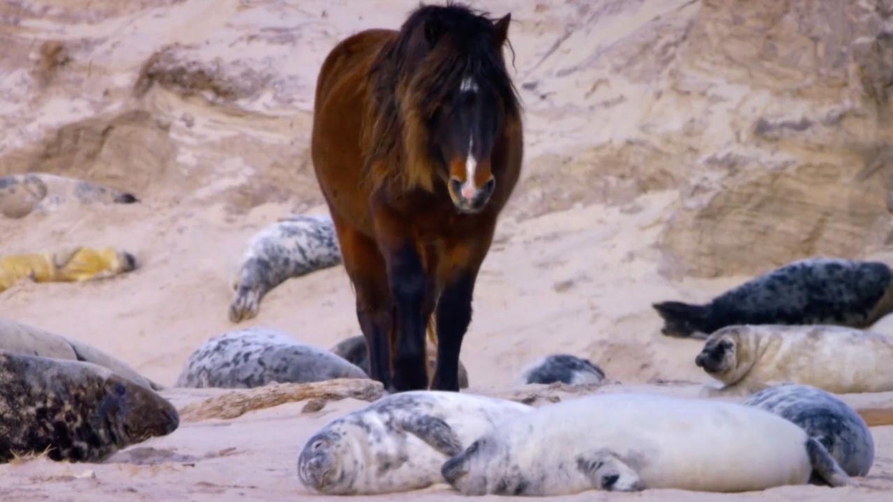 Nature | How Seals Help Wild Horses