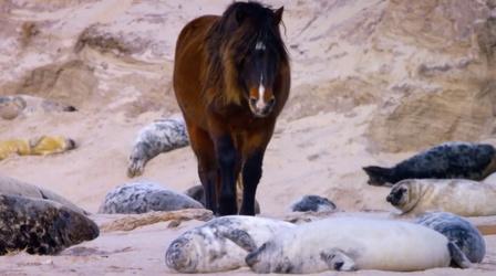 How Seals Help Wild Horses