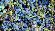 Fast Forage: Wild Grapes