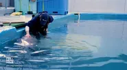 Vets jump into action to save a rare stranded baby beluga
