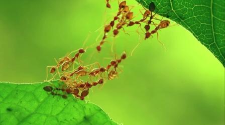 Video thumbnail: SciTech Now SciTech Now Episode 5E27