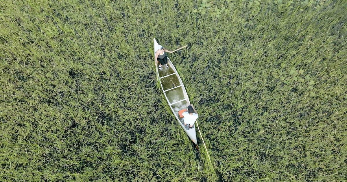 Here and Now Wisconsin's Wild Rice Harvest and Threats of Climate Change Season 2200