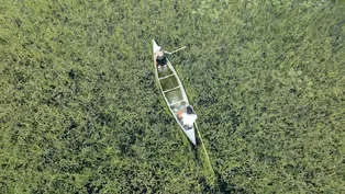 Wisconsin's Wild Rice Harvest and Threats of Climate Change