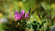 Amache Rose blooms for the first time at the Denver Botanical Gardens