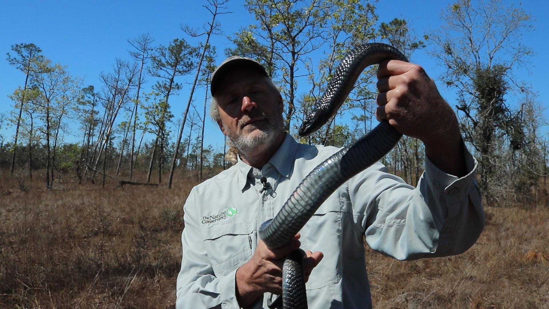 Indigo Snakes in the Apalachicola Bluffs and Ravines