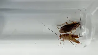 The Bizarre Way We’re Changing Cockroach Evolution