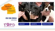 03/28/2024 | Graham, Lagarita and Dream Street | Mark's Furry Friends | Extra
