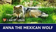 I Am St. Louis: Anna the Wolf