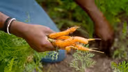 Preview - Scales Family Farm | Deer District Market