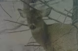 Whitetail