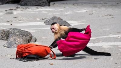 Capuchin Monkeys in Costa Rica Play Tourists for Food