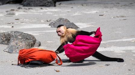 Video thumbnail: Wild Metropolis Capuchin Monkeys in Costa Rica Play Tourists for Food