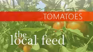 Tomatoes | Black Horse Farms