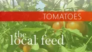Tomatoes | Black Horse Farms