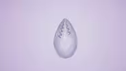 How the Smallest Animal Got So Simple
