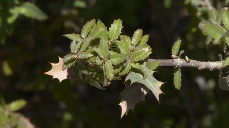 Video thumbnail: Backyard Farmer Mosquito Control & Western Nebraska Plants