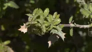 Mosquito Control & Western Nebraska Plants