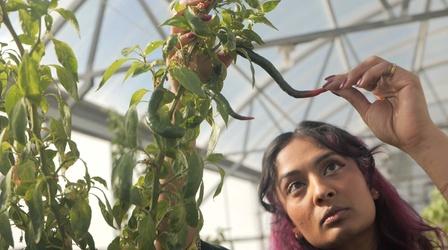 Video thumbnail: Hungry Planet Inside the World's Only Chile Pepper Institute
