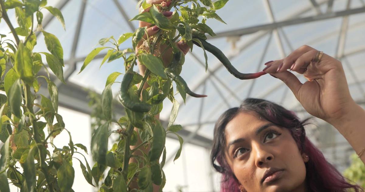 Hungry Inside the World's Only Chile Pepper Institute