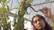 Inside the World's Only Chile Pepper Institute