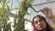 Inside the World's Only Chile Pepper Institute