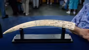 Appraisal: Inupiaq Scrimshaw Cribbage Board, ca. 1920