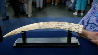 Appraisal: Inupiaq Scrimshaw Cribbage Board, ca. 1920