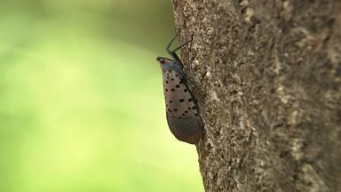 The battle is on in NJ to beat the spotted lanternfly