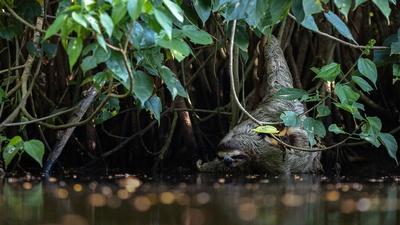 Rare Footage of Sloth Drinking Water