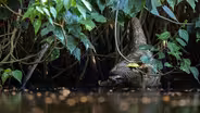 Rare Footage of Sloth Drinking Water