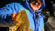 Burbot Battle