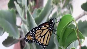 Video thumbnail: SCI NC How farmers and golfers are helping the monarch butterfly