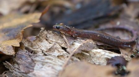 Video thumbnail: What's Wild Webster's Salamander