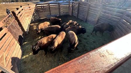 Video thumbnail: Colorado Voices Bison transferred back to Tribal Nations