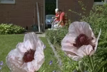 The Master Gardener