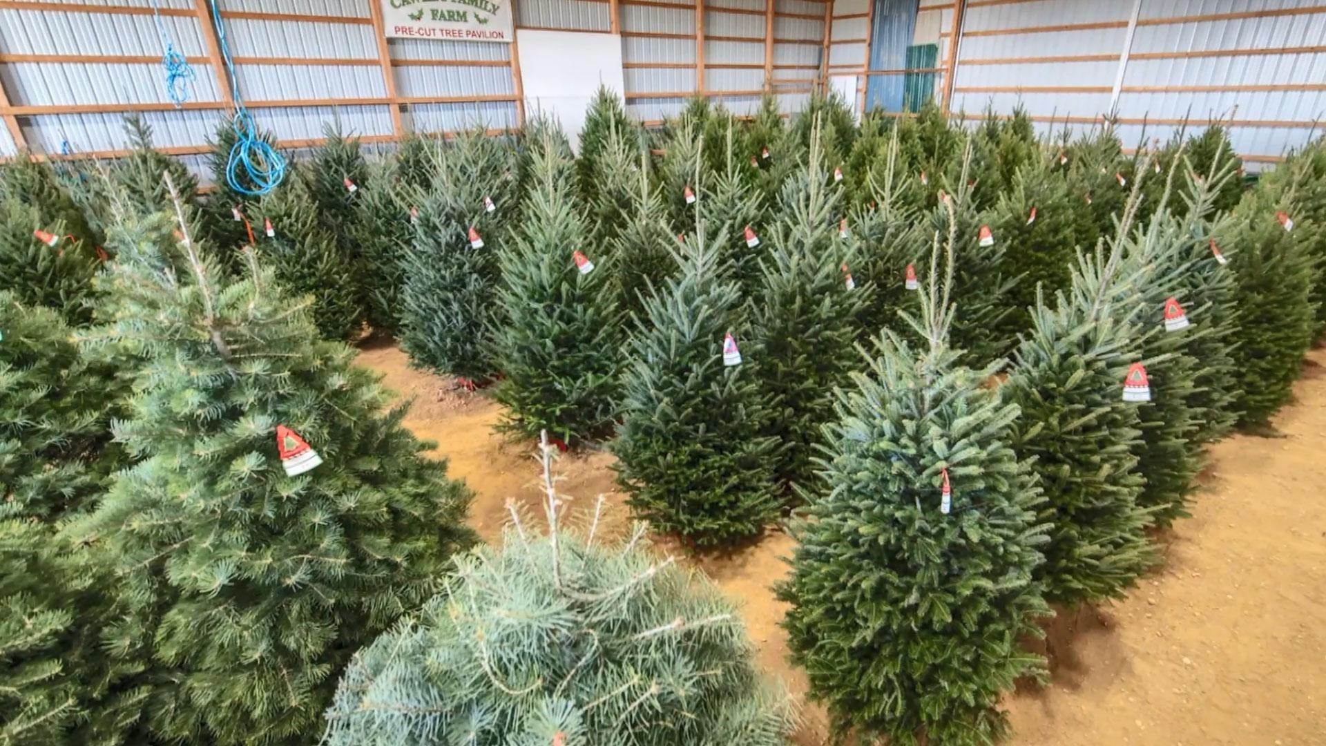 How to pick the perfect Christmas tree, plus, connection between hearing loss and dementia.