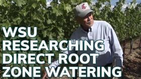 Video thumbnail: xConnect Northwest WSU Researching Direct Root Zone Watering