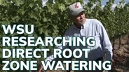 WSU Researching Direct Root Zone Watering