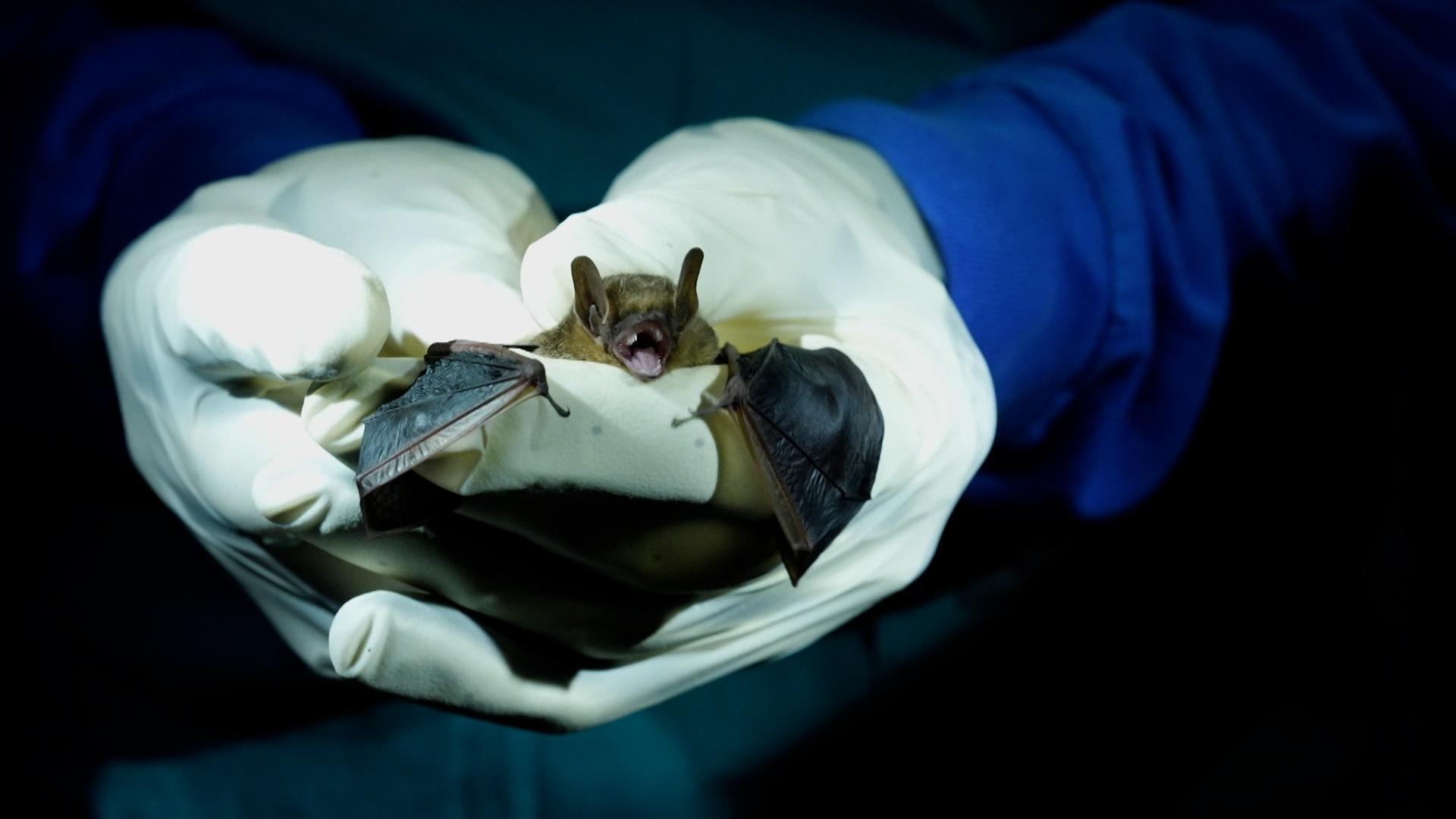 A brown bat held by two hands covered by white latex gloves.
