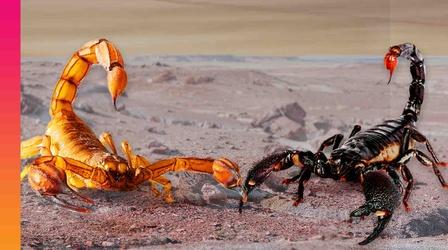 Video thumbnail: Be Smart How Scorpions Became Earth’s Ultimate Survivors