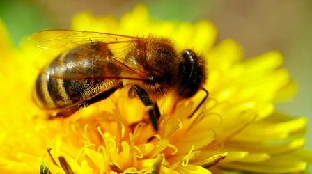 Video thumbnail: Untamed The importance and function of pollinators