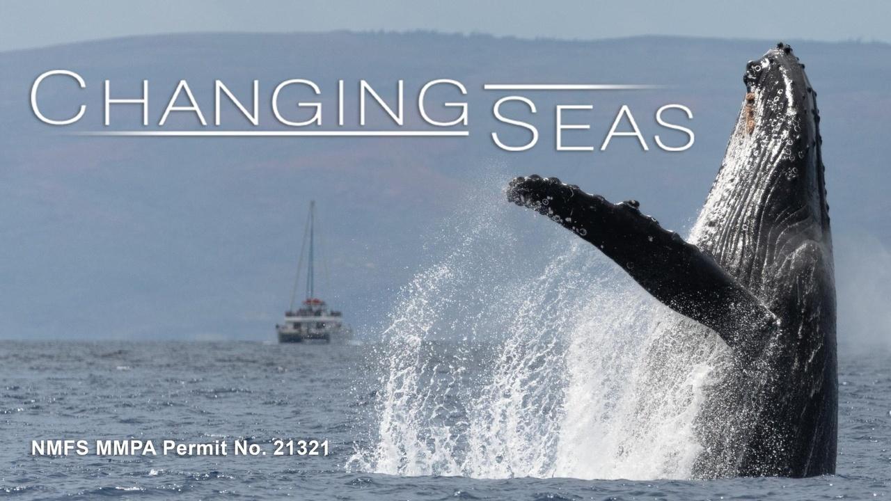 Changing Seas | Humpback Health