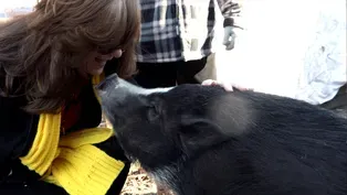 Potbelly Pig Manor