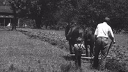 The Horse That Built Kentucky