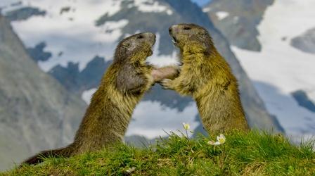 Video thumbnail: Nature Marmot Family vs. Deadly Eagle