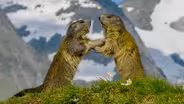 Marmot Family vs. Deadly Eagle