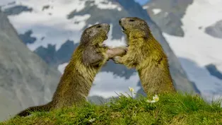 Marmot Family vs. Deadly Eagle