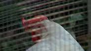 Contagious bird flu case being 'monitored and contained'