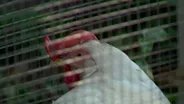 Contagious bird flu case being 'monitored and contained'