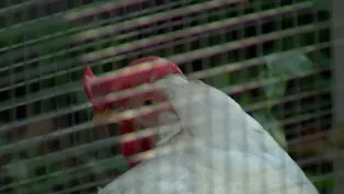 Contagious bird flu case being 'monitored and contained'